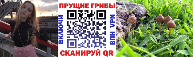 Галлюциногенные грибы мухоморы  Староминская 